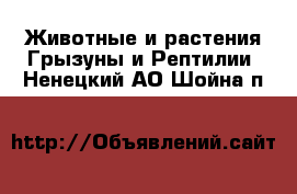 Животные и растения Грызуны и Рептилии. Ненецкий АО,Шойна п.